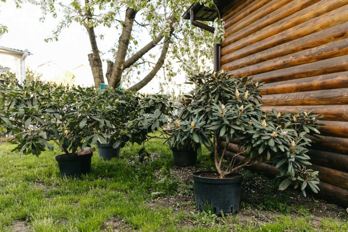 Rododendron v kvetináči / Foto: Depositphotos