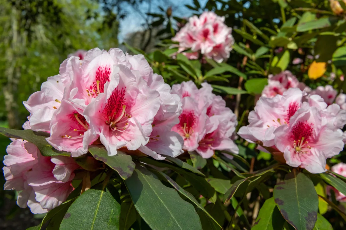 Rododendron / Foto: Depositphotos
