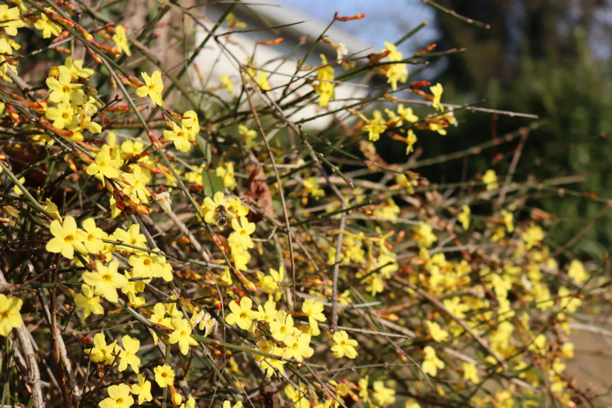 Jasminum nudiflorum / Foto: Depositphotos