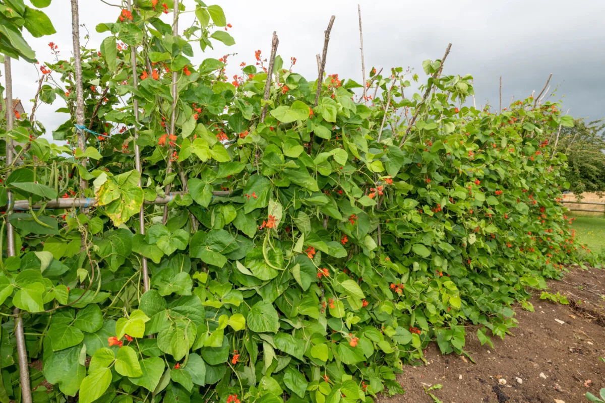 Growing runner beans / Photo: Depositphotos