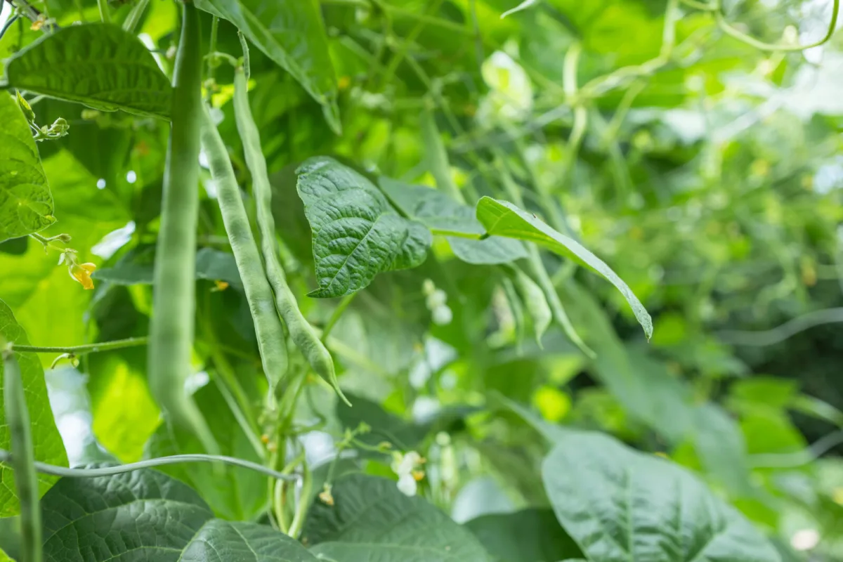 Vigna / Foto: Depositphotos