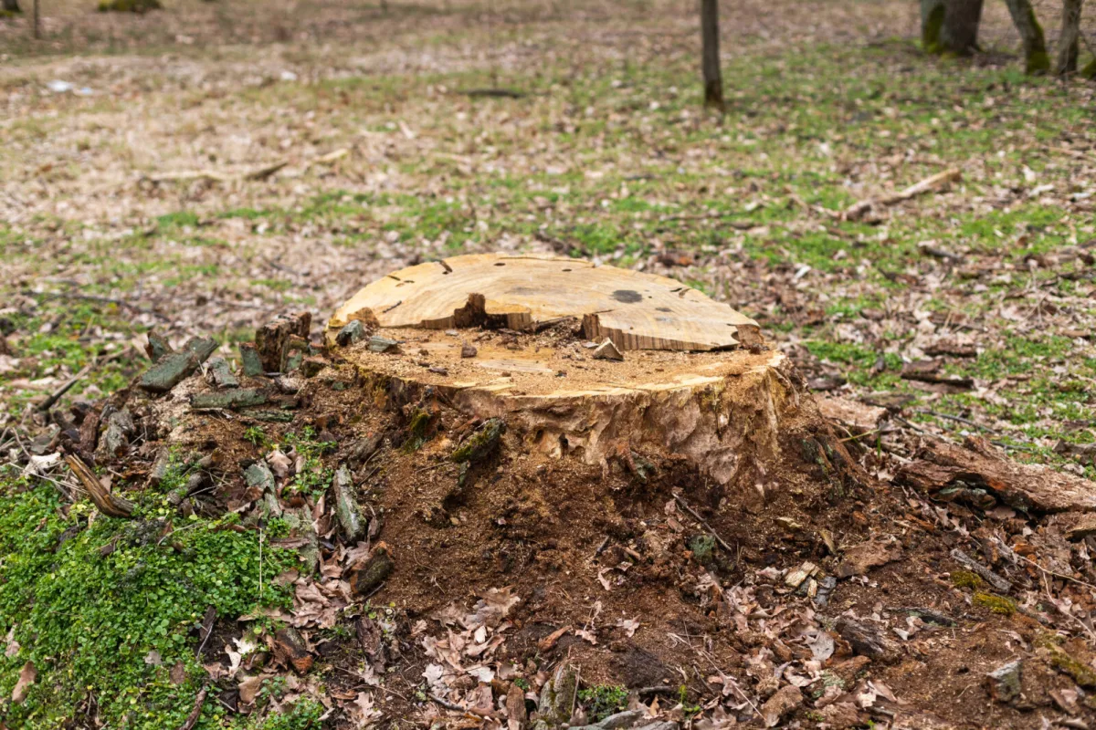 Safe and Effective Ways to Remove a Tree Stump from Your Garden Without Hassle