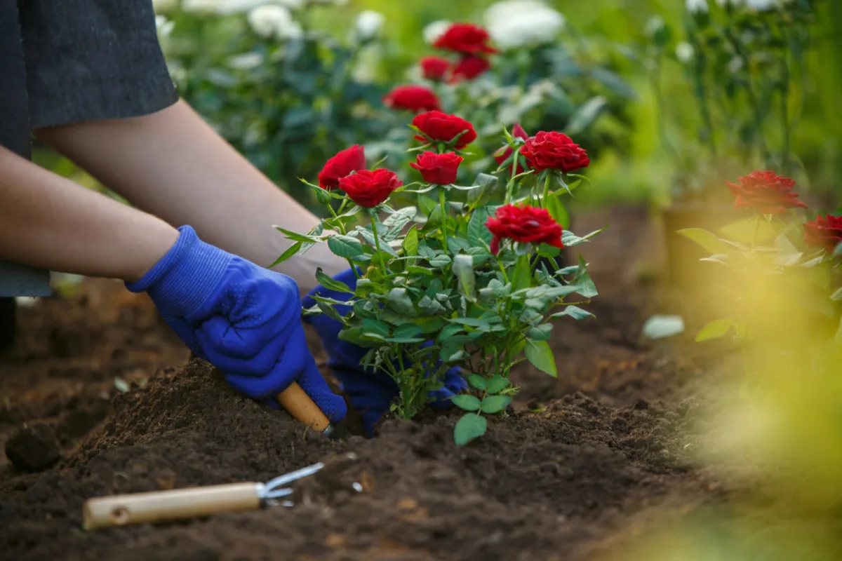 Plantación de rosales / Foto: Depositphotos