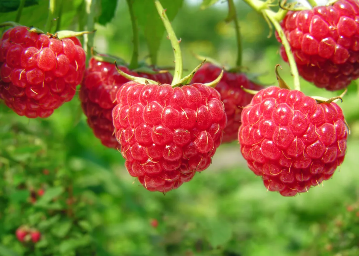 Raspberries / Depositphotos