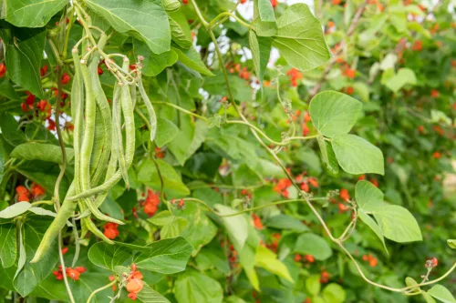 Jednoduchá cesta k bohatej úrode fazule praktické tipy pre malé aj veľké pestovanie