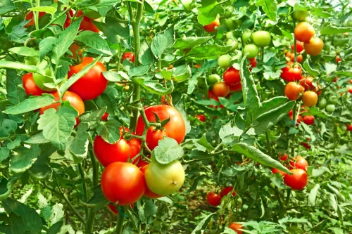 Tajný domáci recept na bohatú úrodu paradajok bez kupovaných hnojív
