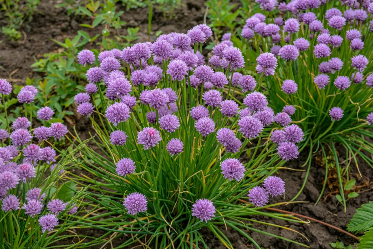 Kvet pažítky / Foto: Depositphotos