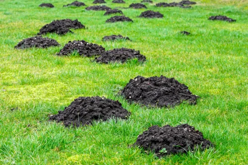 Trápia vás krtince na pozemku Ricínový olej môže pomôcť, ale len za určitých podmienok