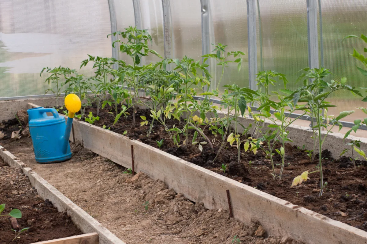 Homemade Fertiliser for Plants in Hot Weather That Restores Vigour and Leaf Colour