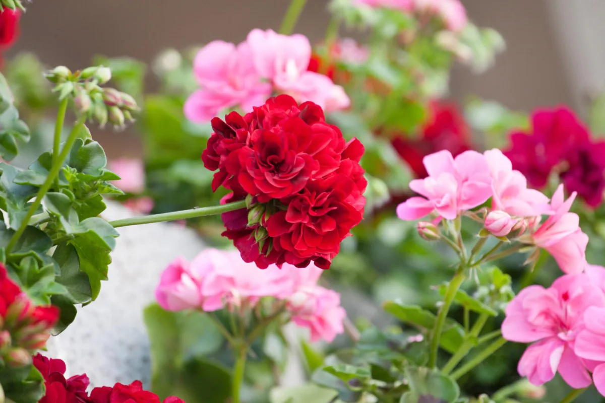 A Simple Trick for Geraniums to Grow Fast and Bloom Heavily