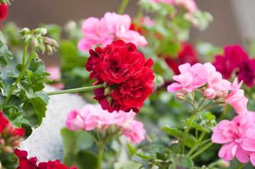A Simple Trick for Geraniums to Grow Fast and Bloom Heavily