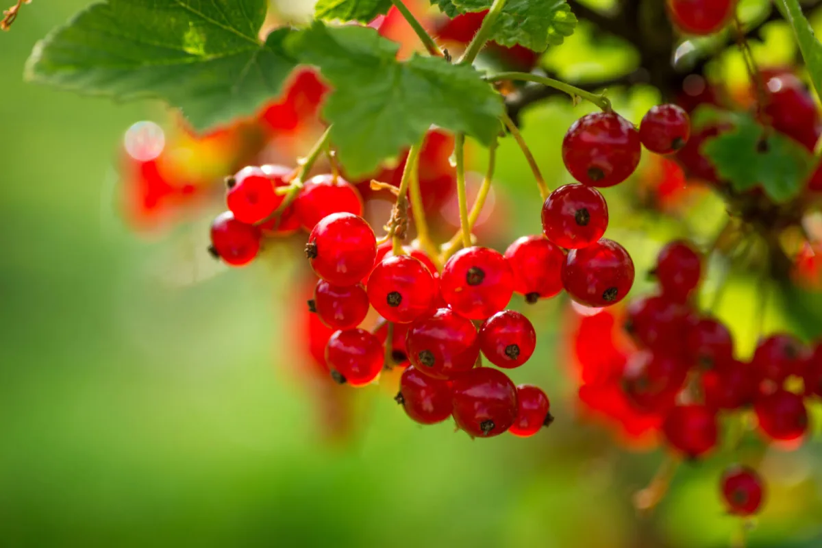 Come ottenere bacche di ribes più grandi e un raccolto abbondante l’anno prossimo dopo la raccolta
