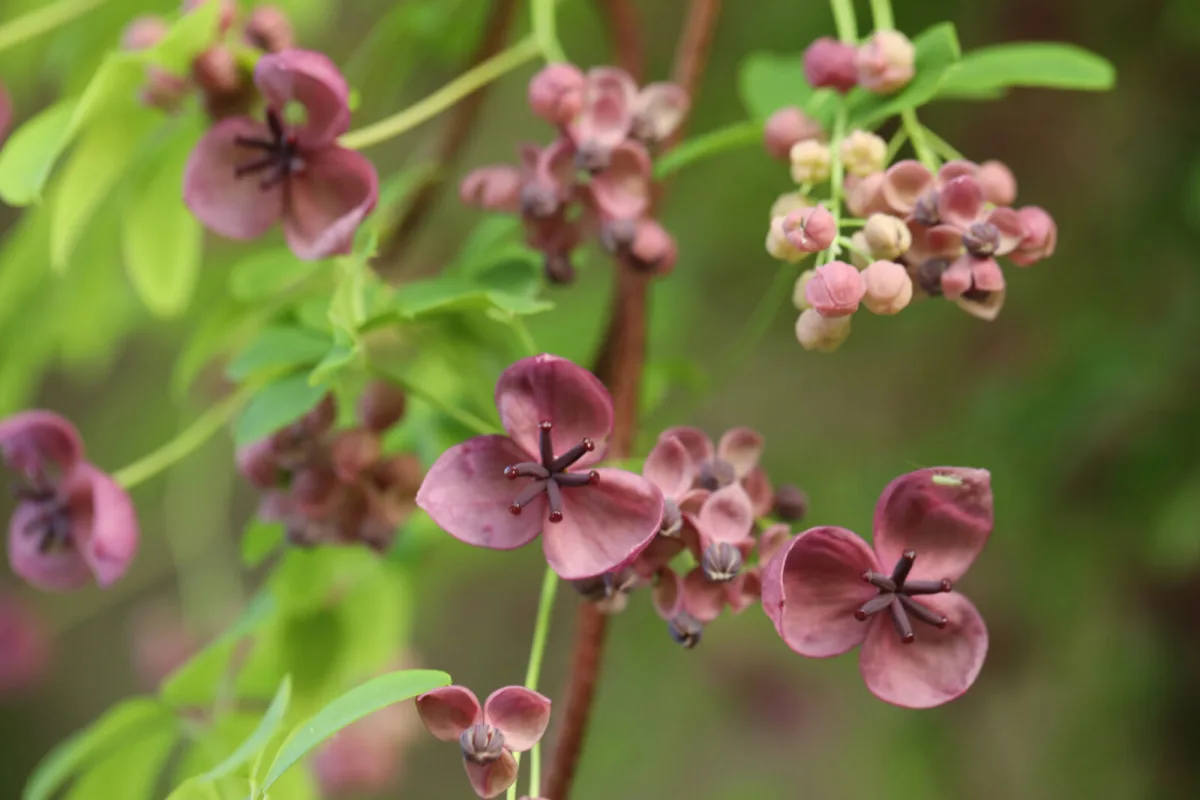 Chocolate vine, or five-leaf akebia / Photo: Depositphotos