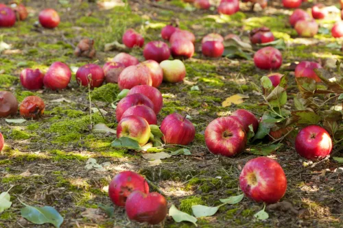 How to Stop Apples Falling Too Early and Save Your Garden Harvest