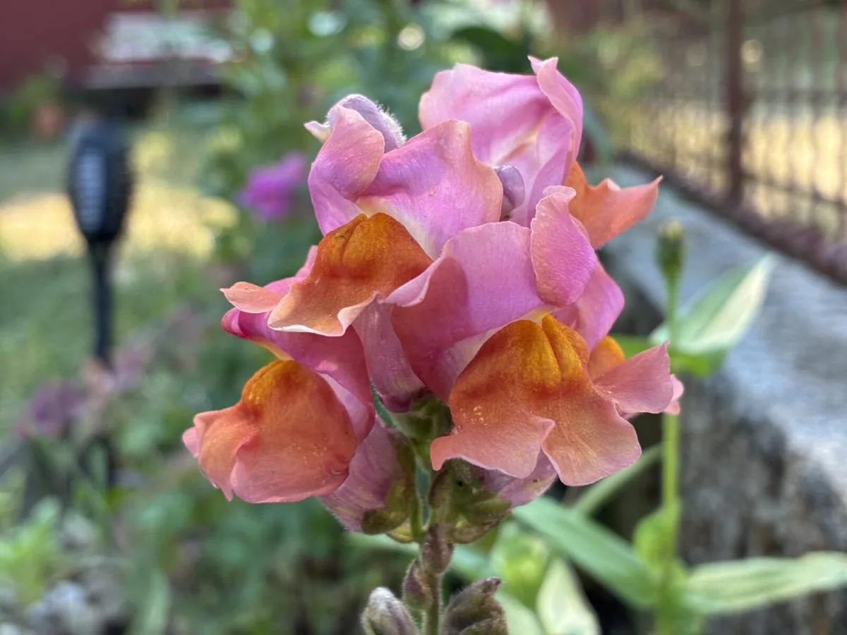How to grow snapdragons for abundant bloom from summer into autumn