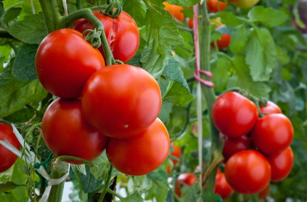 Watering tomatoes