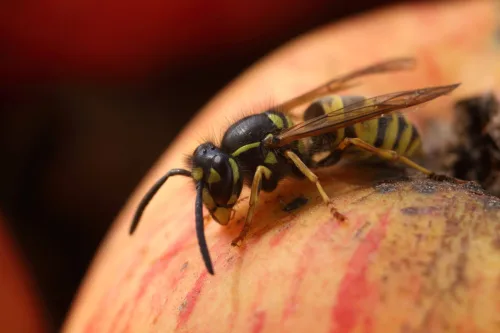 A Simple Garden Hack A Homemade Wasp Trap Keeps Your Harvest and Guests Comfortable