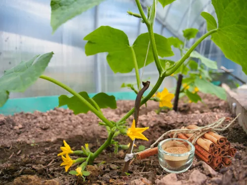 Cinnamon to Protect Seedlings as a Natural Anti-Fungal Shield