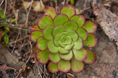 Go on holiday without worry, these plants will survive two weeks