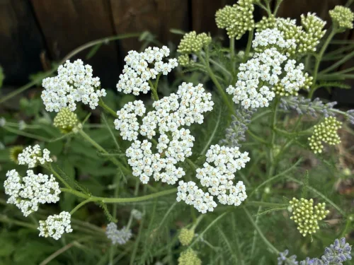 Yarrow thrives in drought blooms for bees and butterflies and survives heatwaves