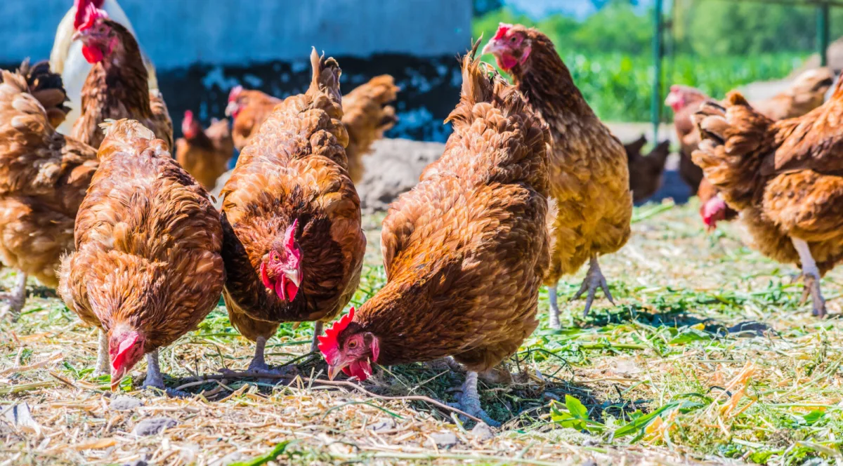 Planning to Keep Chickens Ask Yourself These Five Questions First