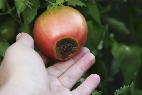Don’t Ruin Your Tomato and Apple Harvest with Too Little Calcium in the Soil