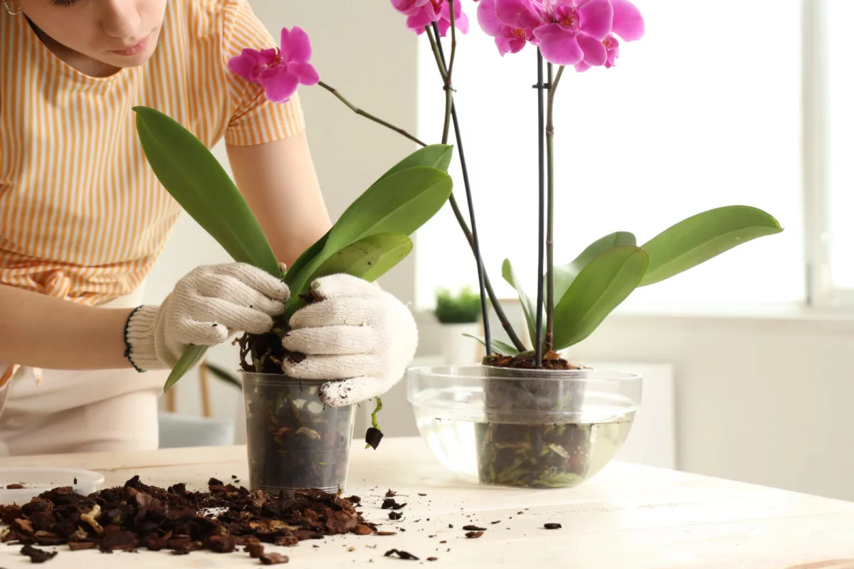 An old orchid has stopped flowering, this will bring it back to life