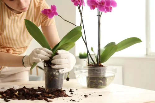 An old orchid has stopped flowering, this will bring it back to life