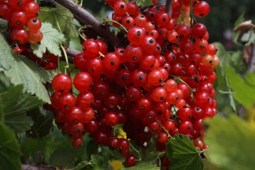 Too Much Currant and Not Sure What to Do with It
