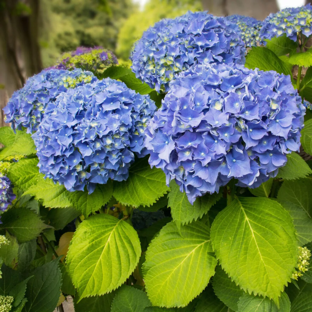 Hydrangea / Depositphotos