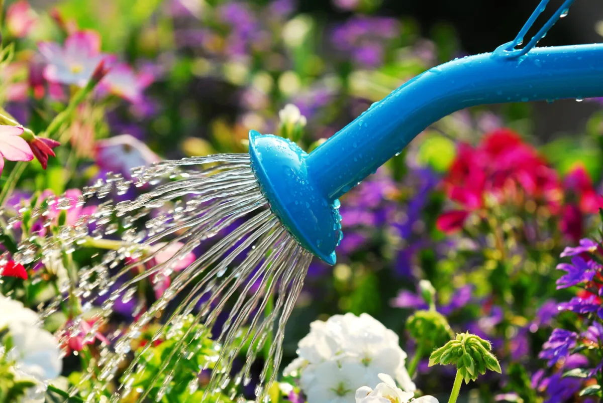 How to Manage Water Wisely in the Garden as the Climate Changes