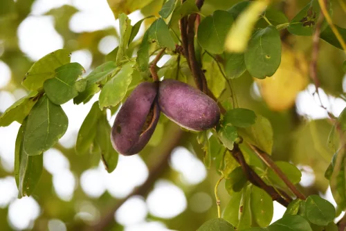 Exotic akebia in a Czech garden surprises with fragrant flowers and edible fruit