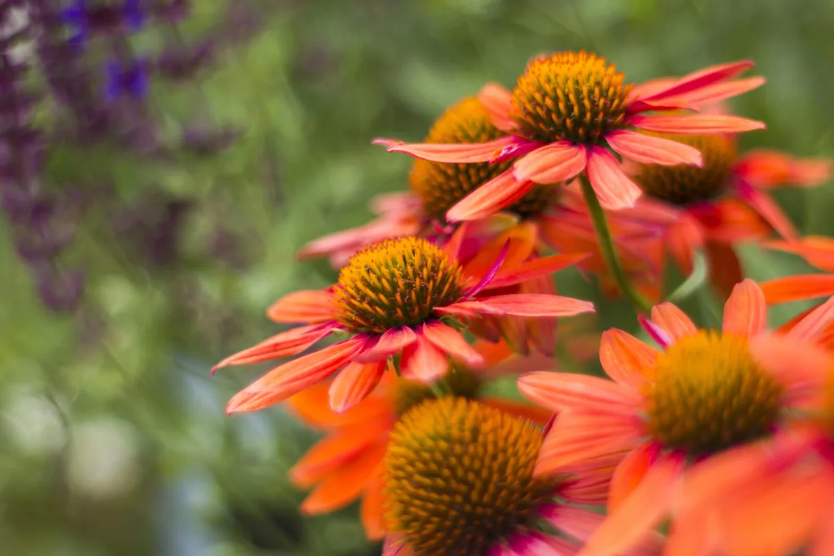 Echinacea / Photo: Depositphotos