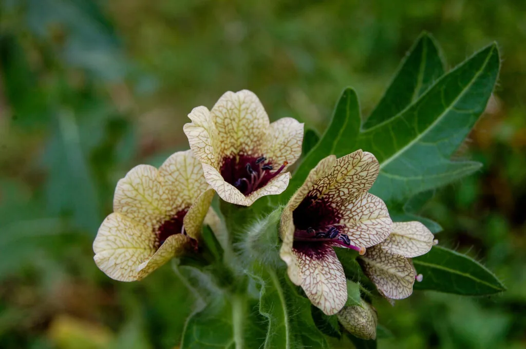 Black henbane / Photo: Depositphotos 