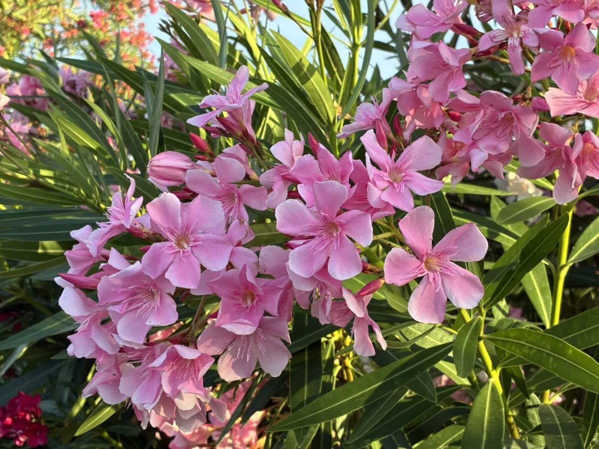 Oleander / Photo: Pestrazahrada.cz