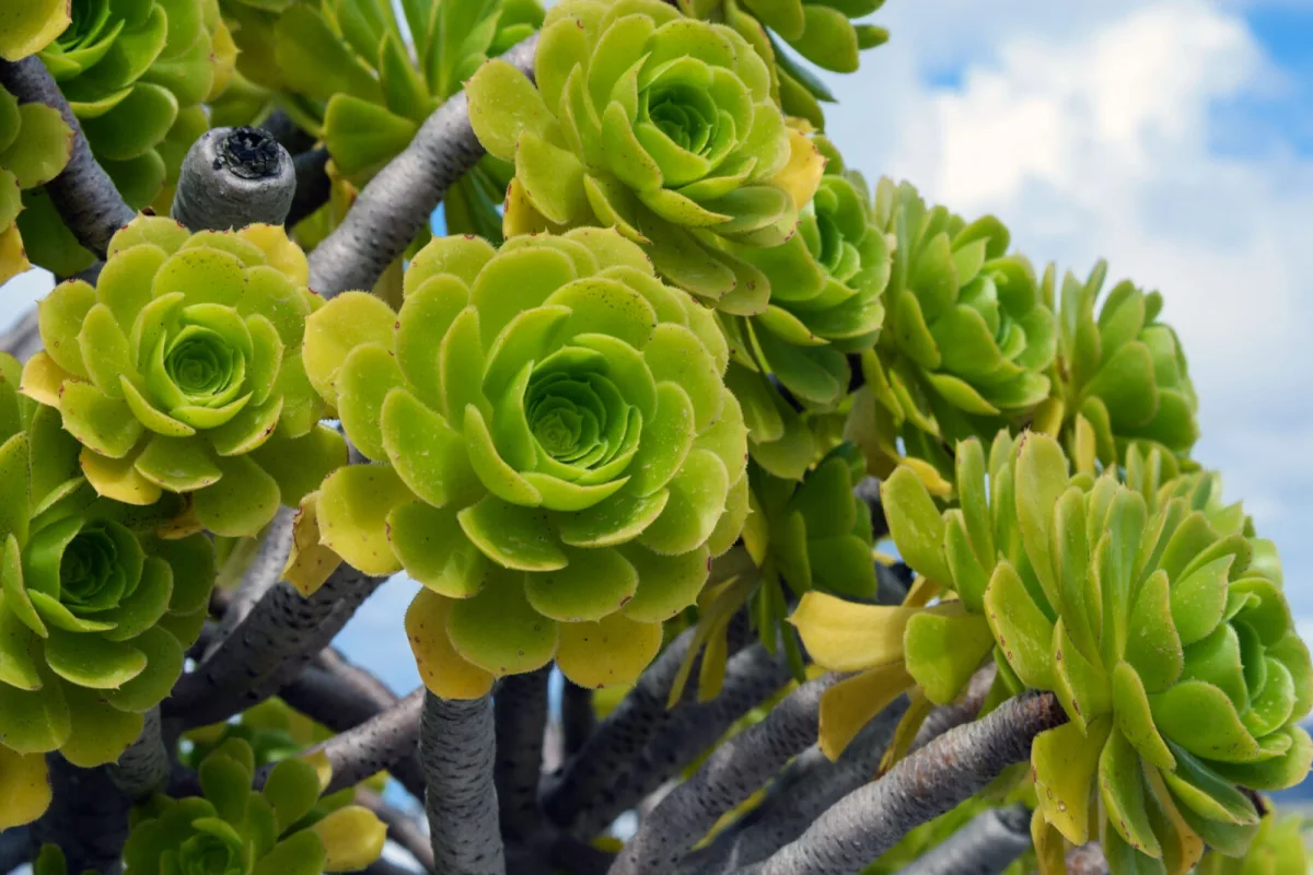 Tree aeonium / Photo: Depositphotos 