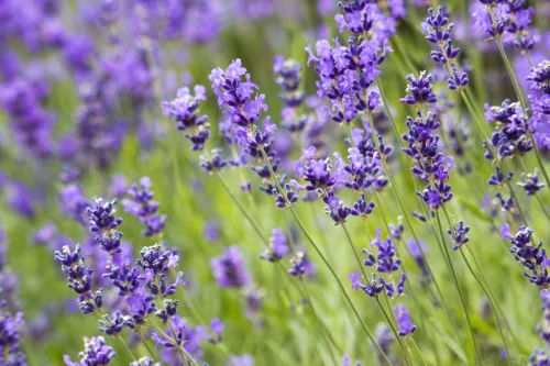 Create a Lavender Garden with One Clever Propagation Method