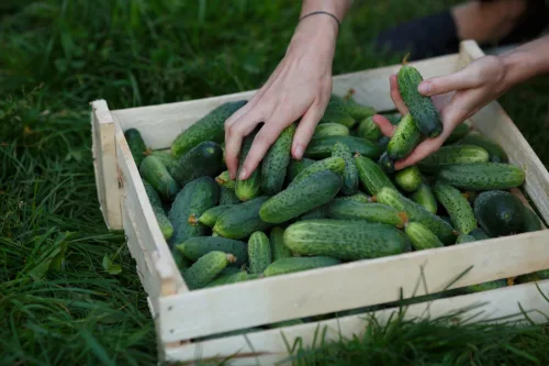 How to Keep Cucumbers Fresh Longer in Hot Weather Without Waste