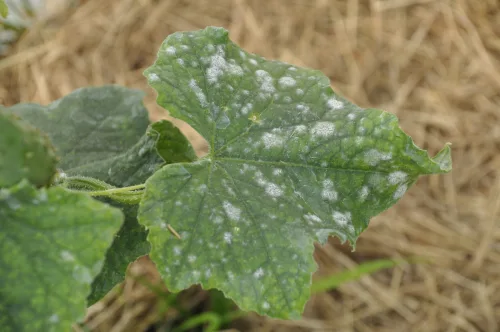 Healthy Cucumbers Without the White Coating Proven Tips for a Bigger Summer Harvest