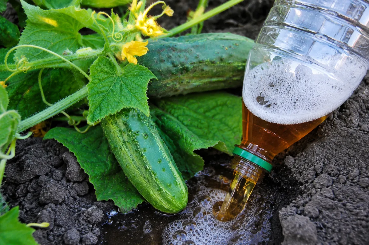 Unusual Beer Feed for Cucumbers in July for a Summer-Long Harvest