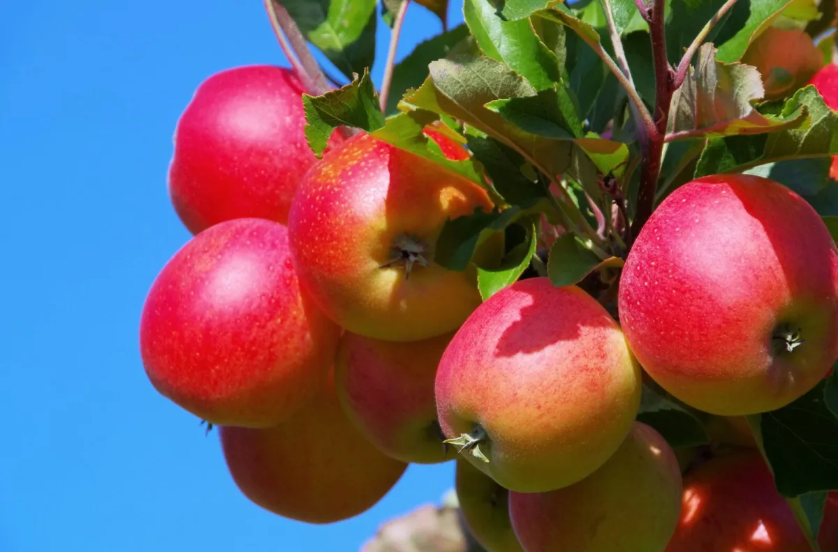 Der Klimawandel bedroht die Ernte und verändert das Obst in tschechischen Gärten
