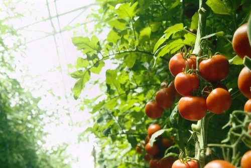 Cuidados de los tomates en temporada para que sean dulces, jugosos y sin enfermedades