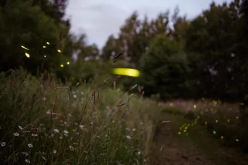 Fireflies are disappearing from the landscape, learn how to create a safe garden home
