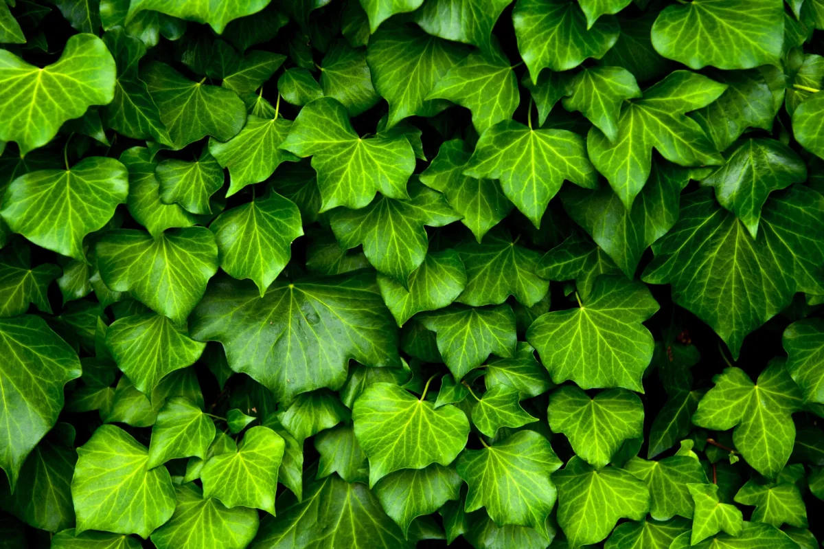 Plantes invasives qui peuvent vous mettre en conflit avec les autorités