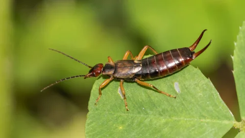 Earwigs in the garden feared attacker or surprisingly useful helper