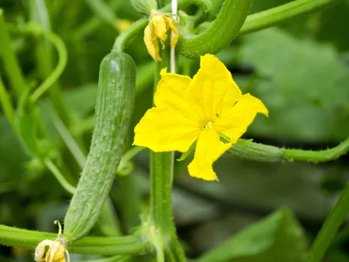A simple milk feed for cucumbers boosts yields and strengthens plants in summer
