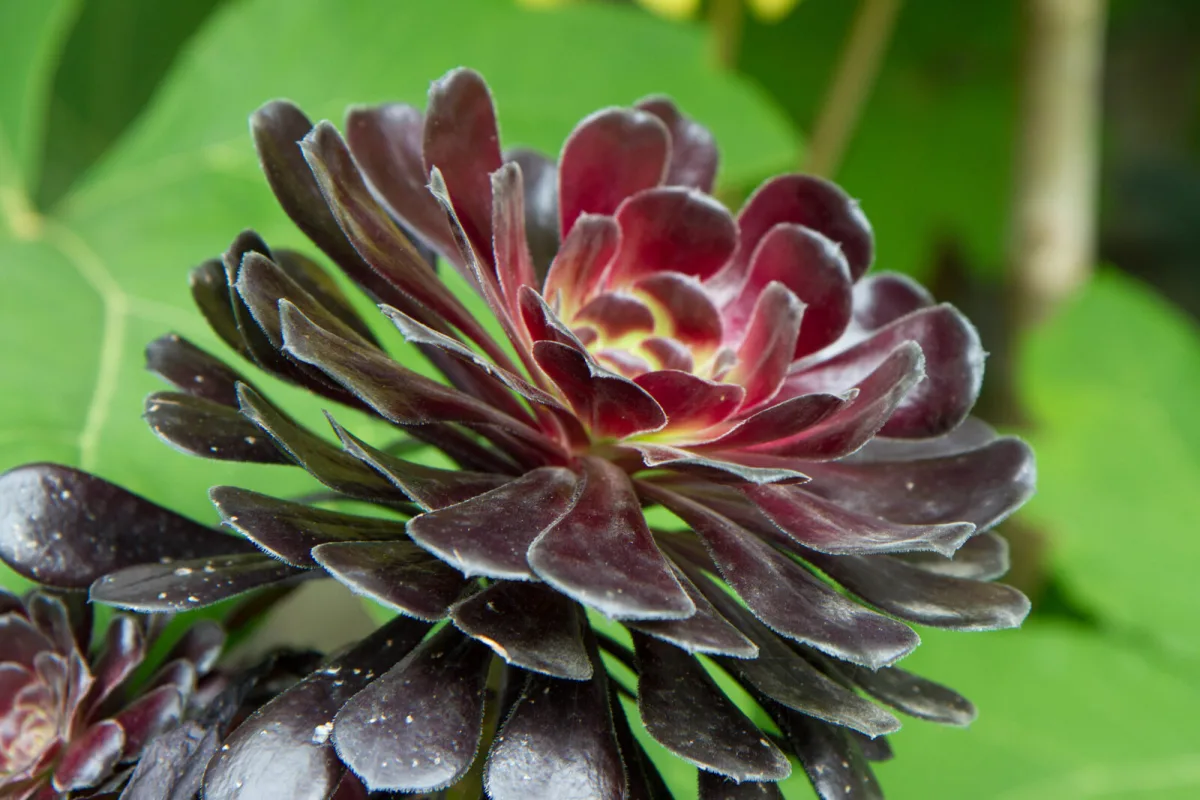 Exotic Aeonium Changes Colour with Light and Turns Towards It Like a Sunflower
