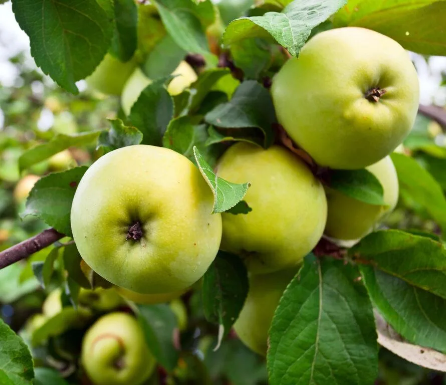 Summer apples