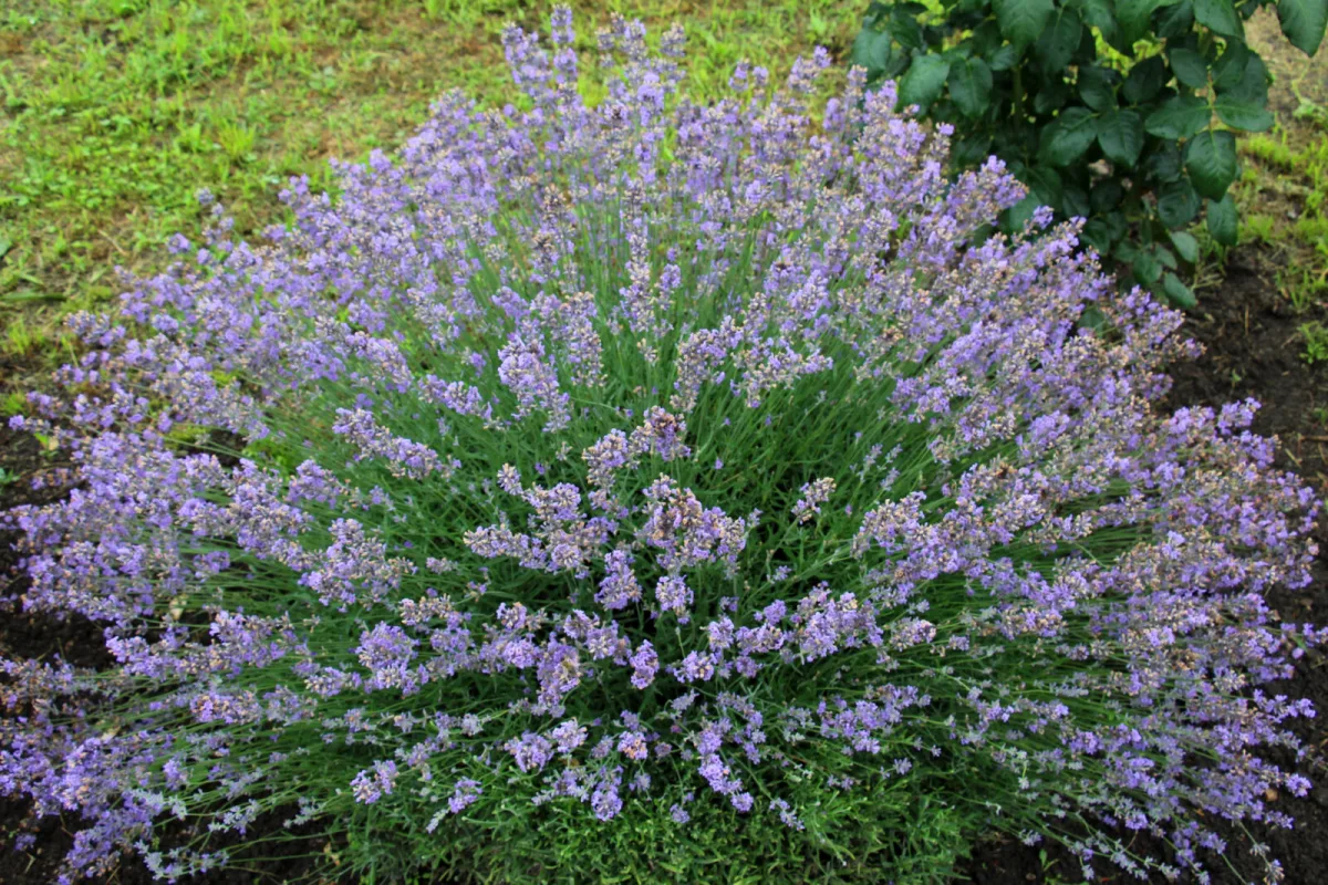 Lavender / Photo: Depositphotos