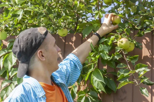 Colher fruta no jardim tem regras e pode dar multas elevadas
